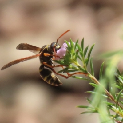 Polistes (Polistes) chinensis (Asian paper wasp) at Symonston, ACT - 25 Feb 2024 by RodDeb