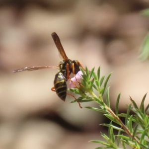 Polistes (Polistes) chinensis at Symonston, ACT - 25 Feb 2024 01:58 PM