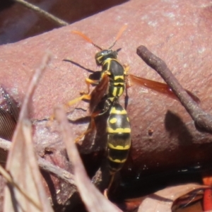 Polistes (Polistes) chinensis at Symonston, ACT - 25 Feb 2024 01:58 PM