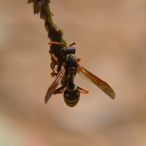 Polistes (Polistes) chinensis at Symonston, ACT - 25 Feb 2024 01:58 PM