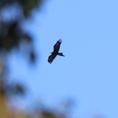 Aquila audax (Wedge-tailed Eagle) at Hume, ACT - 25 Feb 2024 by RodDeb