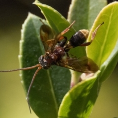 Pompilidae (family) (Unidentified Spider wasp) at Duffy, ACT - 24 Feb 2024 by patrickcox