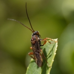 Pompilidae (family) at Duffy, ACT - 25 Feb 2024