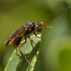 Pompilidae (family) at Duffy, ACT - 25 Feb 2024 06:00 AM