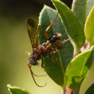 Pompilidae (family) at Duffy, ACT - 25 Feb 2024