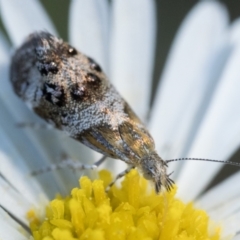 Tebenna micalis (Small Thistle Moth) at Duffy, ACT - 24 Feb 2024 by patrickcox