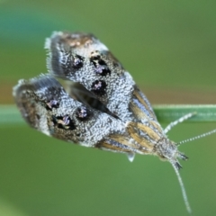 Tebenna micalis at Duffy, ACT - 25 Feb 2024 06:00 AM