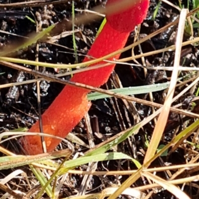 Phallus rubicundus (Phallus rubicundus) at Queanbeyan West, NSW - 25 Feb 2024 by Paul4K