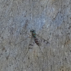 Dolichopodidae (family) at QPRC LGA - 25 Feb 2024