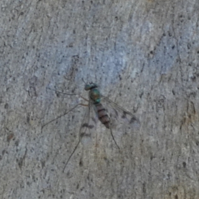 Dolichopodidae (family) (Unidentified Long-legged fly) at Borough, NSW - 25 Feb 2024 by Paul4K