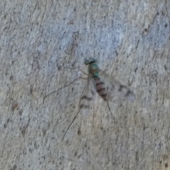 Dolichopodidae (family) at QPRC LGA - 25 Feb 2024