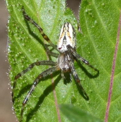 Plebs bradleyi (Enamelled spider) at Borough, NSW - 25 Feb 2024 by Paul4K