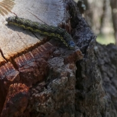 Helicoverpa armigera (Cotton bollworm, Corn earworm) at Borough, NSW - 25 Feb 2024 by Paul4K