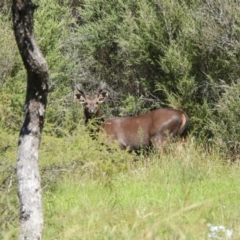 Cervus unicolor (Sambar Deer) at Kambah, ACT - 25 Feb 2024 by LinePerrins