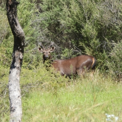 Cervus unicolor (Sambar Deer) at Tidbinbilla Nature Reserve - 25 Feb 2024 by LinePerrins