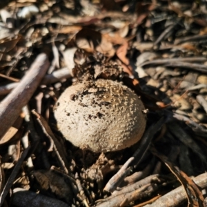 Amanita sp. at QPRC LGA - 25 Feb 2024 04:52 PM