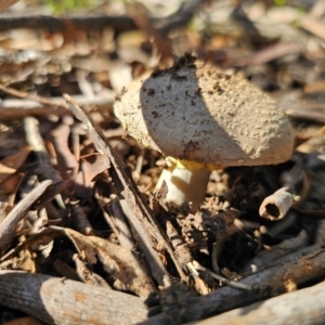 Amanita sp. at QPRC LGA - 25 Feb 2024 04:52 PM