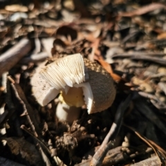 Amanita sp. at QPRC LGA - 25 Feb 2024 04:52 PM