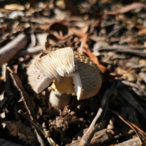 Amanita sp. at QPRC LGA - 25 Feb 2024 04:52 PM