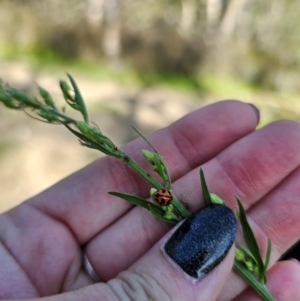 Coccinella transversalis at QPRC LGA - 25 Feb 2024