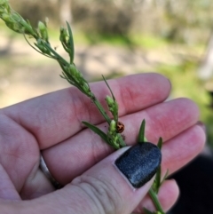 Coccinella transversalis at QPRC LGA - 25 Feb 2024