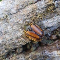 Chondropyga gulosa (Highland cowboy beetle) at Mt Holland - 25 Feb 2024 by danswell