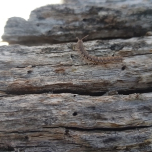 Dalodesmidae (family) at Mt Holland - 25 Feb 2024 03:02 PM