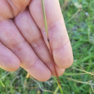 Bothriochloa macra at Mt Holland - 25 Feb 2024