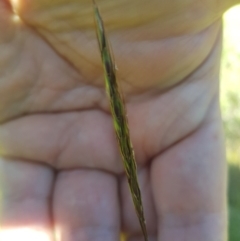 Bothriochloa macra at Mt Holland - 25 Feb 2024