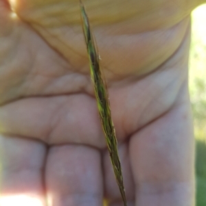 Bothriochloa macra at Mt Holland - 25 Feb 2024