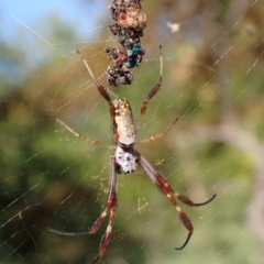 Trichonephila edulis (Golden orb weaver) at Murrumbateman, NSW - 25 Feb 2024 by SimoneC