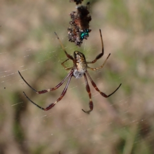 Trichonephila edulis at Murrumbateman, NSW - 25 Feb 2024