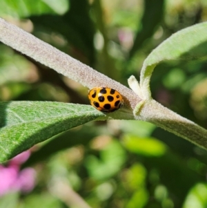 Harmonia conformis at QPRC LGA - 25 Feb 2024