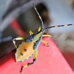 Amorbus sp. (genus) (Eucalyptus Tip bug) at QPRC LGA - 25 Feb 2024 by MatthewFrawley