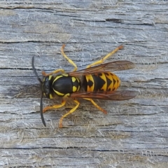 Vespula germanica (German Yellowjacket Wasp (also known as European Wasp)) at Kosciuszko National Park - 23 Feb 2024 by HelenCross