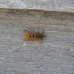 Vespula germanica at Kosciuszko National Park - 23 Feb 2024 01:37 PM