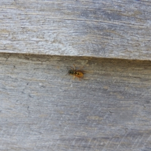 Vespula germanica at Kosciuszko National Park - 23 Feb 2024 01:37 PM