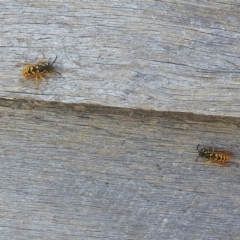 Vespula germanica at Kosciuszko National Park - 23 Feb 2024 01:37 PM