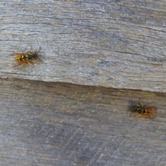 Vespula germanica at Kosciuszko National Park - 23 Feb 2024 01:37 PM