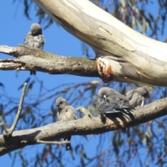 Artamus cyanopterus (Dusky Woodswallow) at Lions Youth Haven - Westwood Farm A.C.T. - 25 Feb 2024 by HelenCross