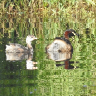 Tachybaptus novaehollandiae (Australasian Grebe) at Lions Youth Haven - Westwood Farm A.C.T. - 25 Feb 2024 by HelenCross