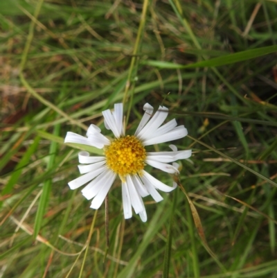 Brachyscome aculeata (Hill Daisy) at Kosciuszko National Park - 23 Feb 2024 by HelenCross