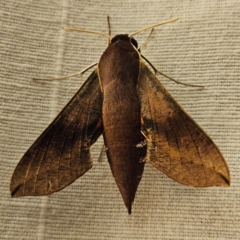 Hippotion scrofa (Coprosma Hawk Moth) at QPRC LGA - 25 Feb 2024 by MatthewFrawley