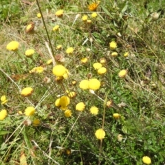 Leptorhynchos squamatus subsp. alpinus (Scaly Buttons) at Bimberi, NSW - 23 Feb 2024 by HelenCross