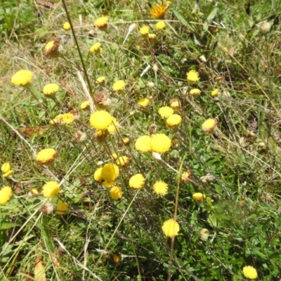 Leptorhynchos squamatus subsp. alpinus (Scaly Buttons) at Bimberi, NSW - 23 Feb 2024 by HelenCross