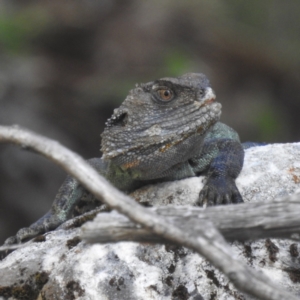 Intellagama lesueurii howittii at Kosciuszko National Park - 22 Feb 2024