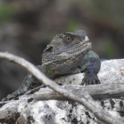 Intellagama lesueurii howittii (Gippsland Water Dragon) at Cooleman, NSW - 22 Feb 2024 by HelenCross