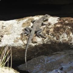 Intellagama lesueurii howittii at Kosciuszko National Park - 22 Feb 2024