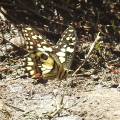 Papilio demoleus (Chequered Swallowtail) at Kosciuszko National Park - 22 Feb 2024 by HelenCross
