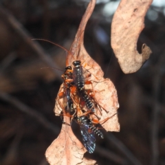 Echthromorpha intricatoria (Cream-spotted Ichneumon) at Kambah, ACT - 20 Feb 2024 by HelenCross